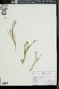 Sisyrinchium pruinosum image