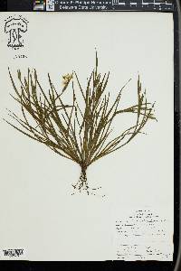 Sisyrinchium pruinosum image