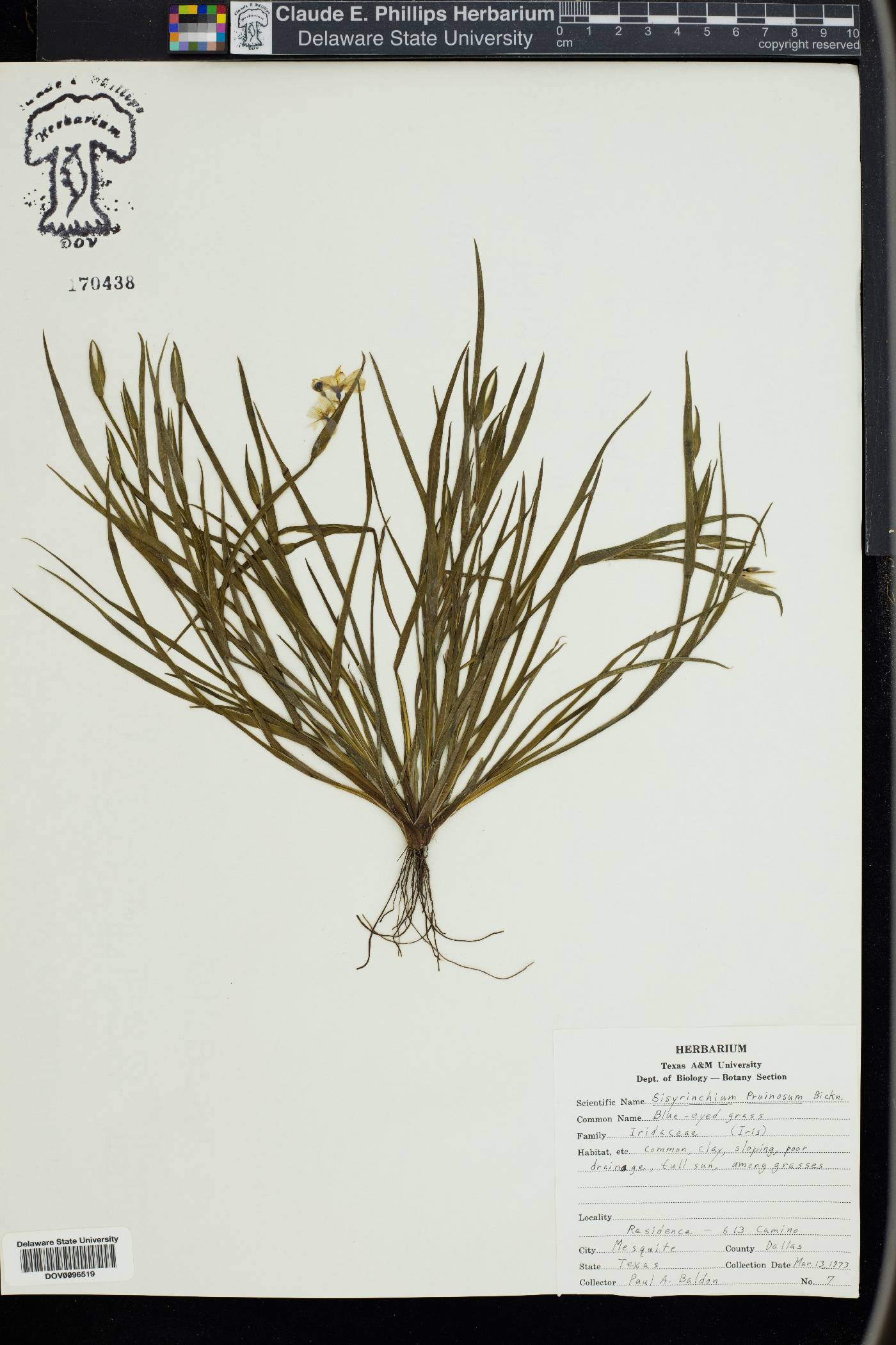 Sisyrinchium pruinosum image