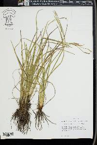 Sisyrinchium nashii image