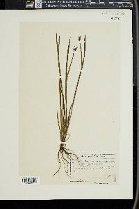 Sisyrinchium mucronatum image