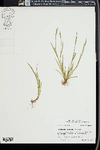 Sisyrinchium mucronatum image