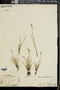 Sisyrinchium halophilum image