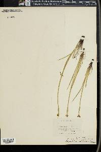Sisyrinchium halophilum image