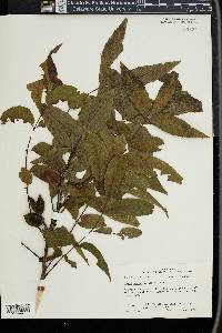 Carya aquatica image