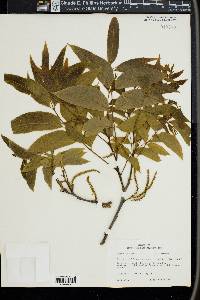 Carya illinoinensis image