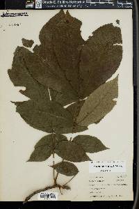 Carya laciniosa image