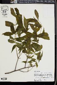 Carya pallida image