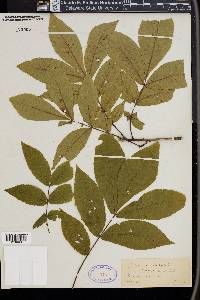 Carya porcina image