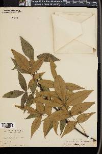 Carya texana image