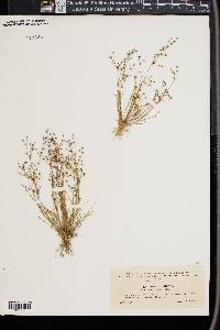 Juncus tenageia image