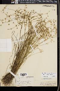 Juncus debilis image