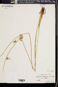 Juncus inflexus image