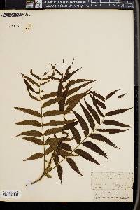 Juglans microcarpa var. microcarpa image