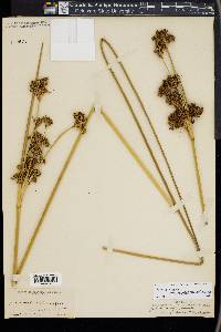 Juncus acutus image