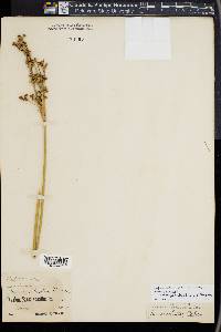 Juncus acutus image