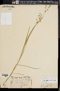 Juncus alatus image