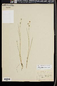 Juncus alpinoarticulatus image