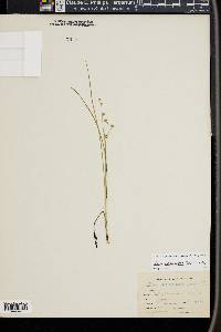 Juncus alpinoarticulatus image