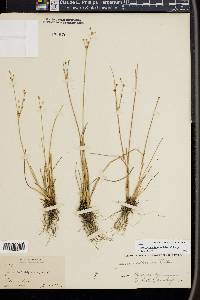 Juncus alpinoarticulatus image