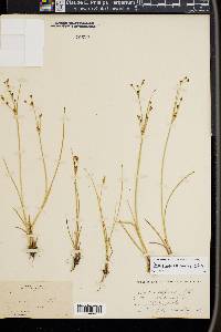 Juncus alpinoarticulatus image