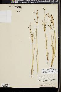 Juncus alpinoarticulatus image