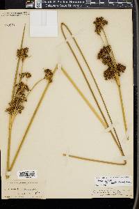 Juncus acutus image