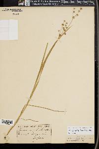 Juncus alatus image