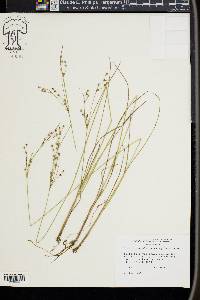 Juncus anthelatus image