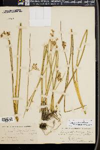 Juncus arcticus image