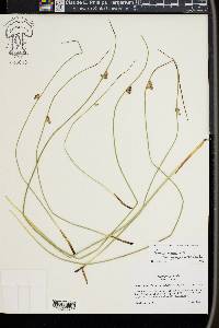 Juncus arcticus image