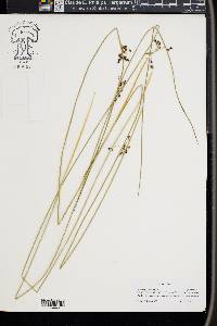 Juncus arcticus image