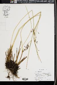 Juncus arcticus image