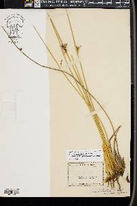 Juncus arcticus image