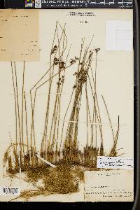 Juncus arcticus image