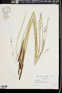 Juncus arcticus image