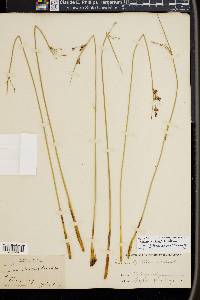 Juncus arcticus image