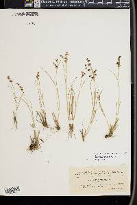 Juncus articulatus image