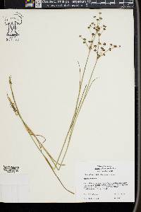 Juncus articulatus image