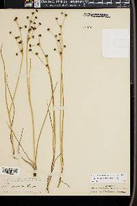 Juncus articulatus image