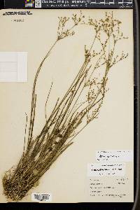 Juncus articulatus image