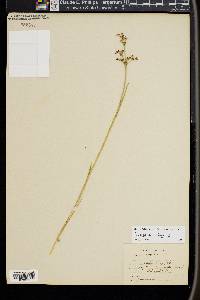 Juncus articulatus image