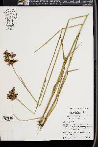 Juncus biflorus image