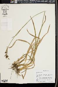 Juncus biflorus image