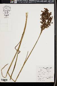 Juncus biflorus image