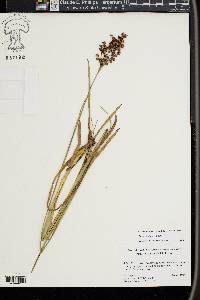 Juncus biflorus image