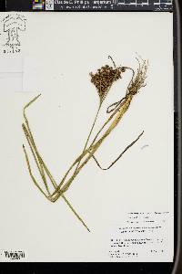 Juncus biflorus image