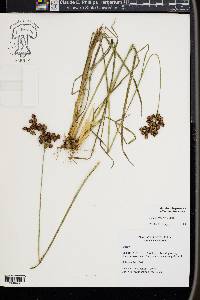 Juncus biflorus image