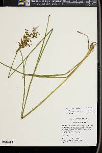 Juncus biflorus image