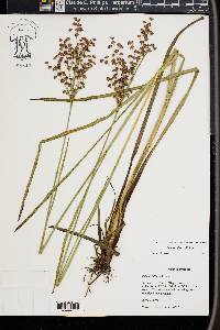 Juncus biflorus image